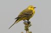 Yellow Wagtail at Wakering Common (Steve Arlow) (87344 bytes)